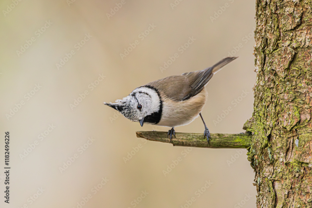 Obraz premium Haubemmeise