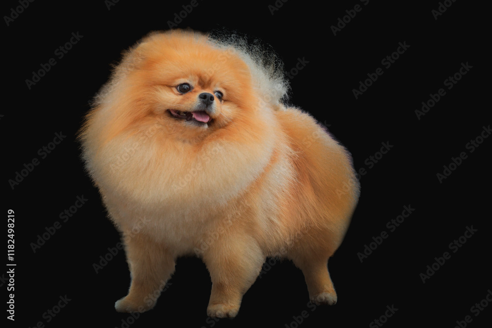 Portrait of a beautiful Pomeranian Spitz on a black background Portrait of a beautiful Pomeranian Spitz on a black background