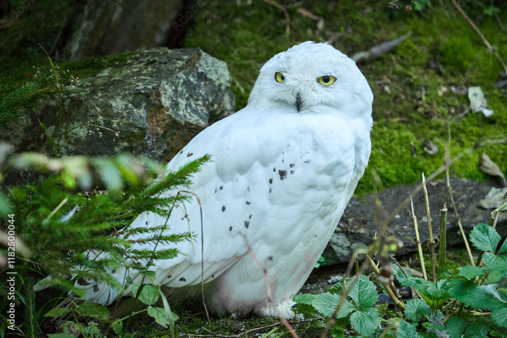 Fototapeta premium snowy owl in the zoo