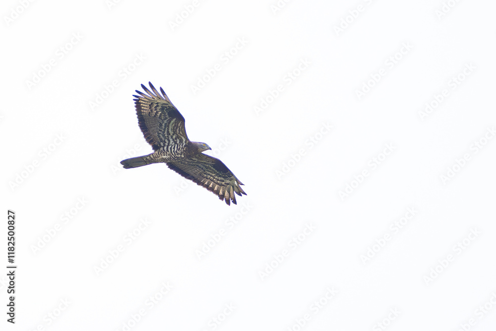 Obraz premium Mäusebussard