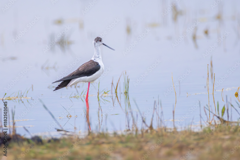 Obraz premium Stelzenläufer