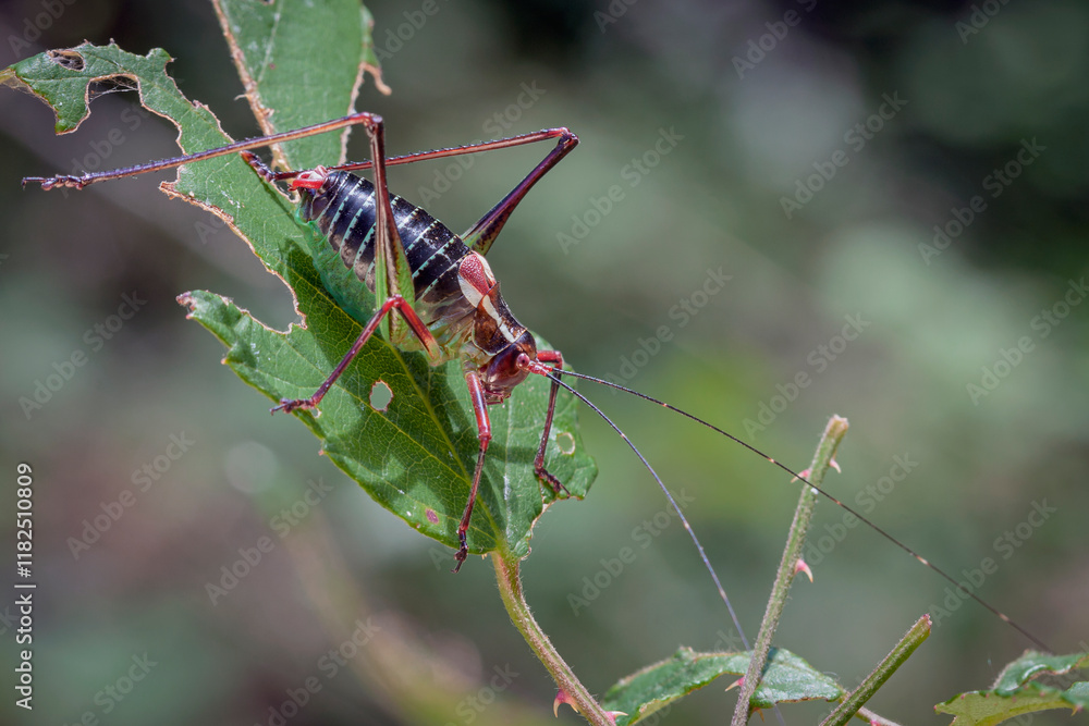 Close-up portrait of a grasshopper in the grass. Macro photography. Close-up portrait of a grasshopper in the grass. Macro photography.
