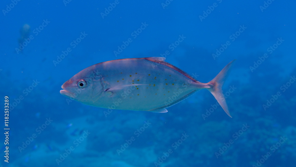 Naklejka premium Orangespotted jack or gold-spotted trevally (Carangoides bajad) undersea, Red Sea, Egypt, Sharm El Sheikh, Montazah Bay