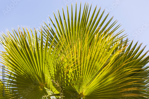 Cairo, Egypt. Sun shining through a fan palm. photo