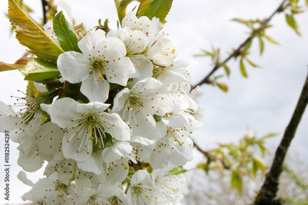 Obraz premium Cherry Blossoms