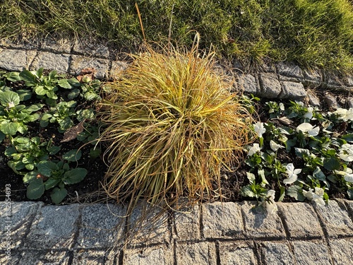 Carex oshimensis ornamental grass. Close-up. Japanese sedge plants in the garden. Sedge with variegated foliage. Japanese sedge (a name it shares with Carex morrowii) is a species of flowering plant.
 photo