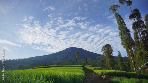 Beautiful morning view, with stretches of red onion plantations on the hills below Mount Cikuray, Garut photo