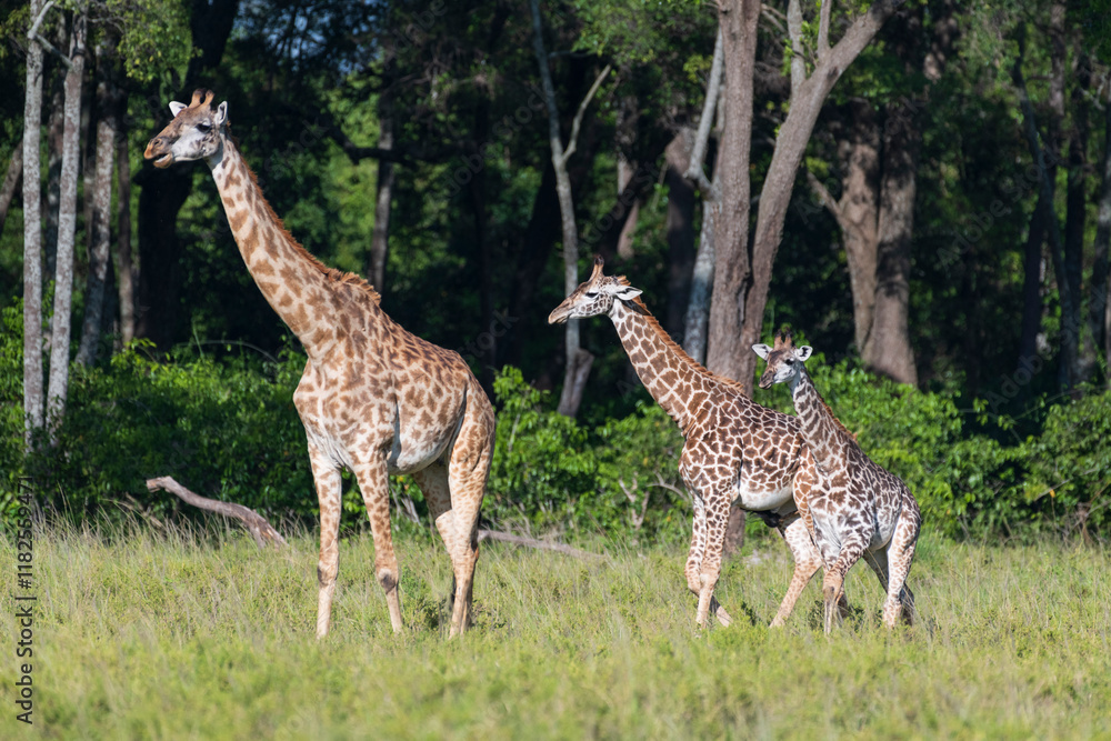 Obraz premium Africa, Kenya, Maasai Mara National Reserve. Adult and juvenile giraffes and forest.
