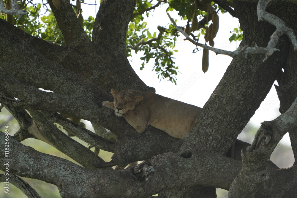 lioness chilling and laying in the tree in the serengeti national park tanzania, relaxed lion female lioness chilling and laying in the tree in the serengeti national park tanzania, relaxed lion female