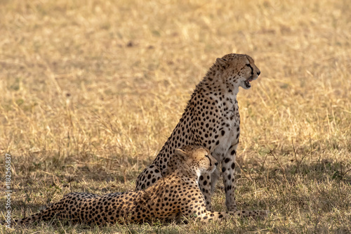 Kenya. Masai Mara. Cheetah pair photo