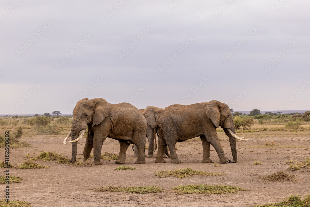 Fototapeta premium Elephant family, Amboseli Nation Park, Africa