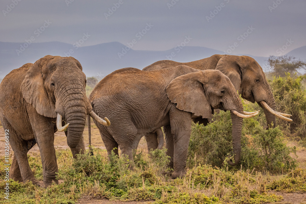 Fototapeta premium Elephant family, Amboseli Nation Park, Africa