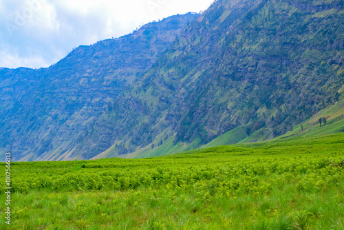 Teletubbies Hill in Bromo Tengger National Park captivates visitors with its vast green landscape. Rolling hills and serene beauty make it a must-see destination in East Java photo