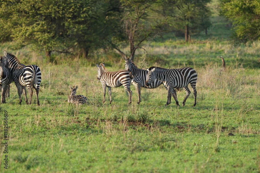 Obraz premium herd of cute zebras standing in the middle of the plains of the serengeti, including baby zebra