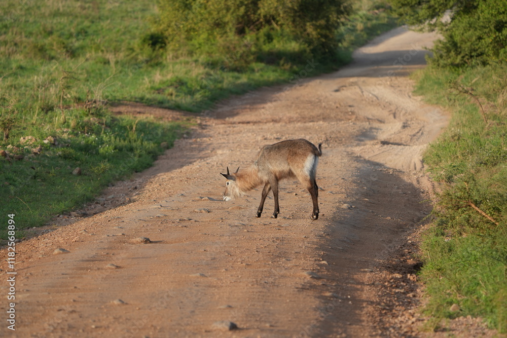 waterbuck standing on the middle of the road in the serengeti national park tanzania waterbuck standing on the middle of the road in the serengeti national park tanzania