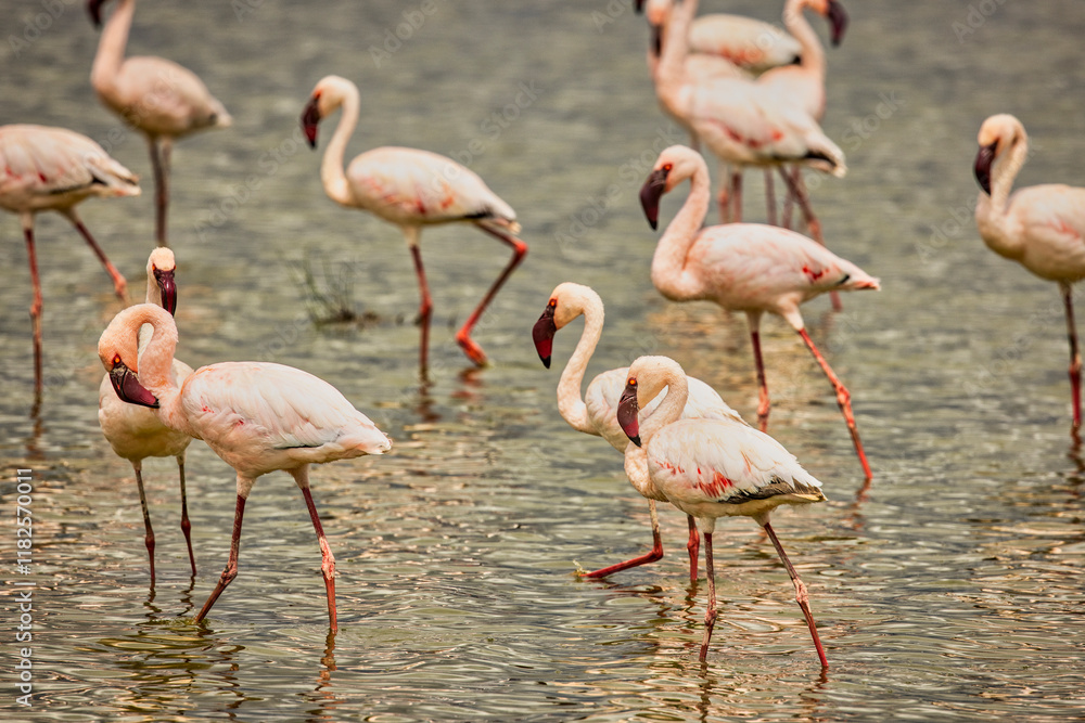 Flamingos, Amboseli National Park, Africa Flamingos, Amboseli National Park, Africa
