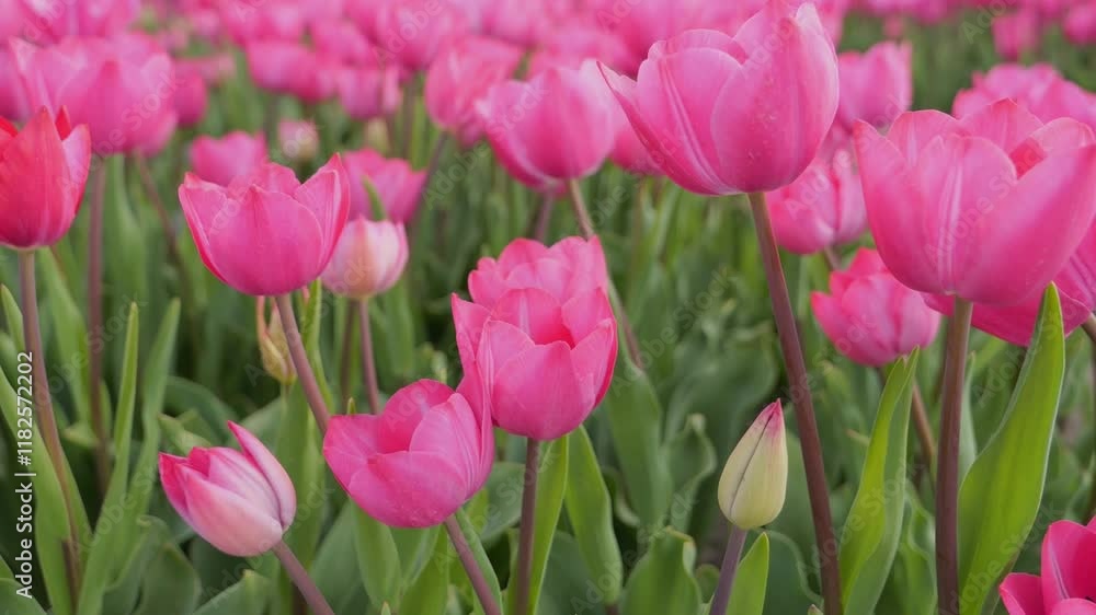 Field of pink tulips close-up and light wind on a spring day. Flower business, field renewal, beautiful spring flowers, tulip pulling, flower field Field of pink tulips close-up and light wind on a spring day. Flower business, field renewal, beautiful spring flowers, tulip pulling, flower field