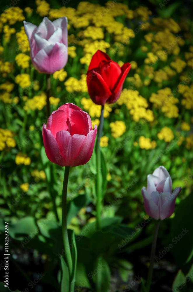 Multicolored tulips in the garden against the background of small yellow flowers. Multicolored tulips in the garden against the background of small yellow flowers.