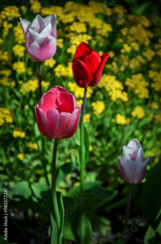 Multicolored tulips in the garden against the background of small yellow flowers.
