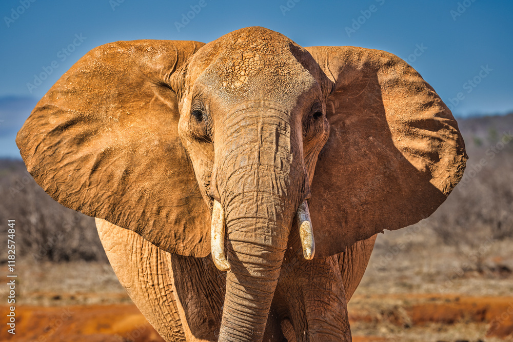 Fototapeta premium Red Elephant, Tsavo West National Park, Africa