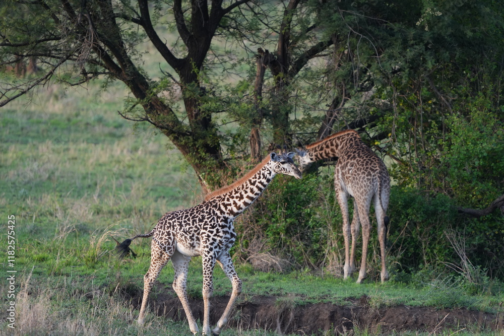Obraz premium wallpaper of two giraffes standing in the serengeti national park in tanzania, wildlife, safari
