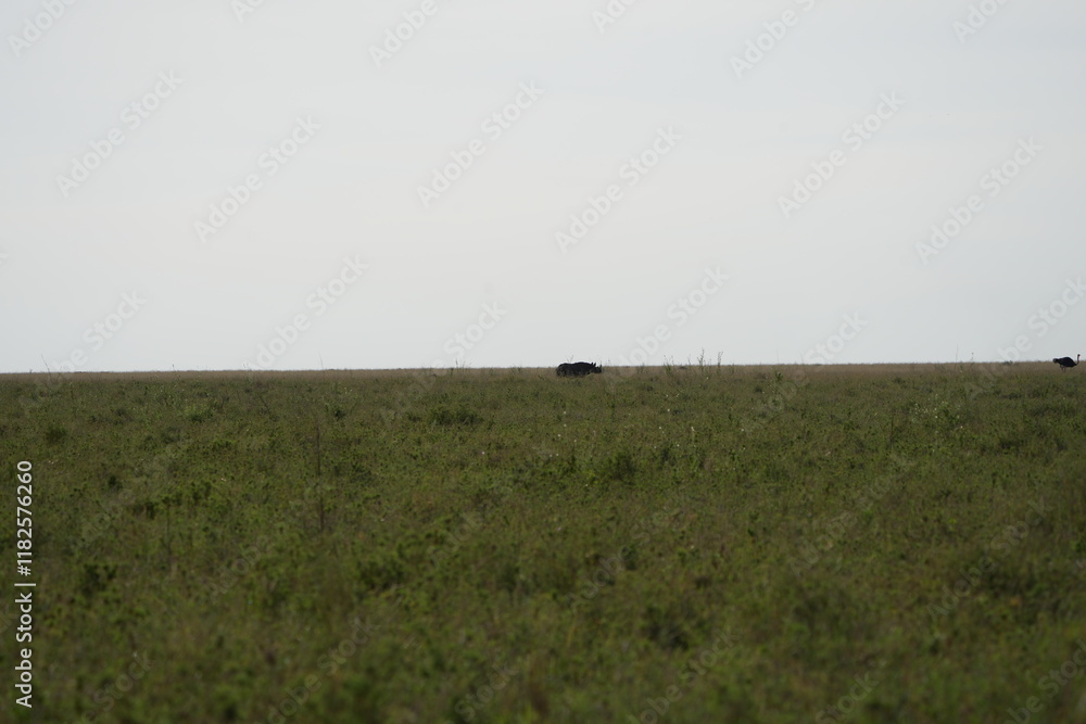 Obraz premium portrait of a black rhino, black rhinoceros (Diceros bicornis) in the serengeti national park tanzania (zwarte neushoorn)