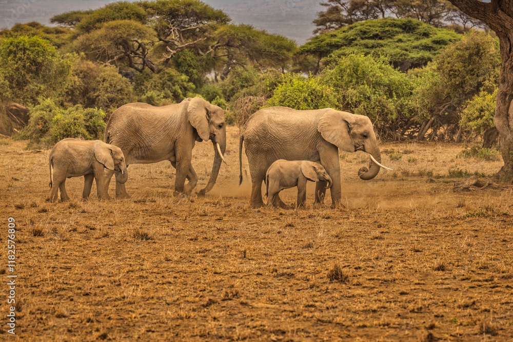 Fototapeta premium Elephant herd, Amboseli National Park