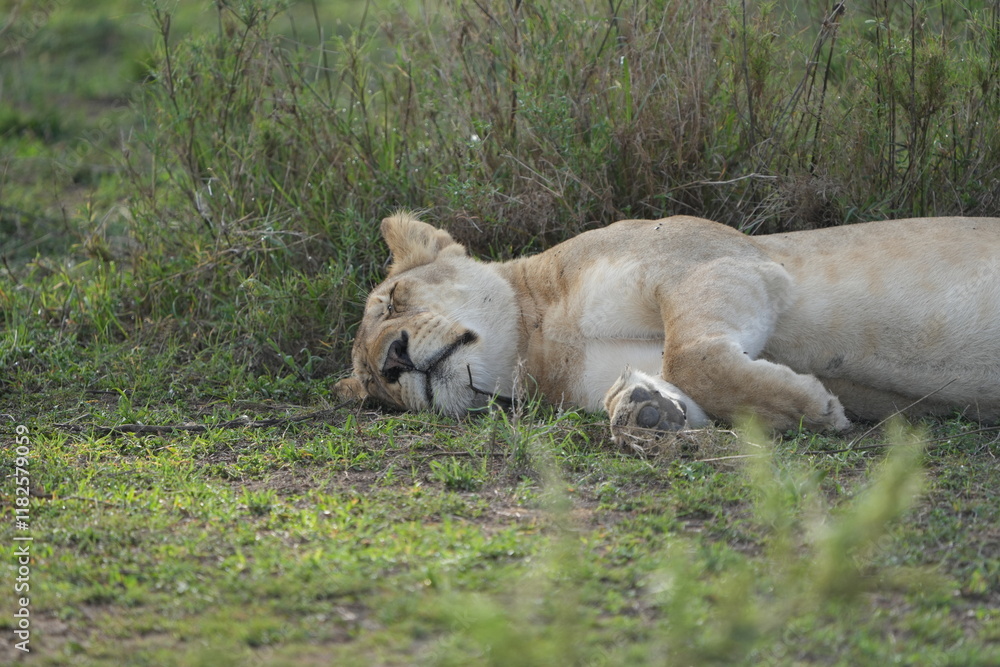 lioness sleeping after a good meal in the serengeti national park, tanzania lioness sleeping after a good meal in the serengeti national park, tanzania