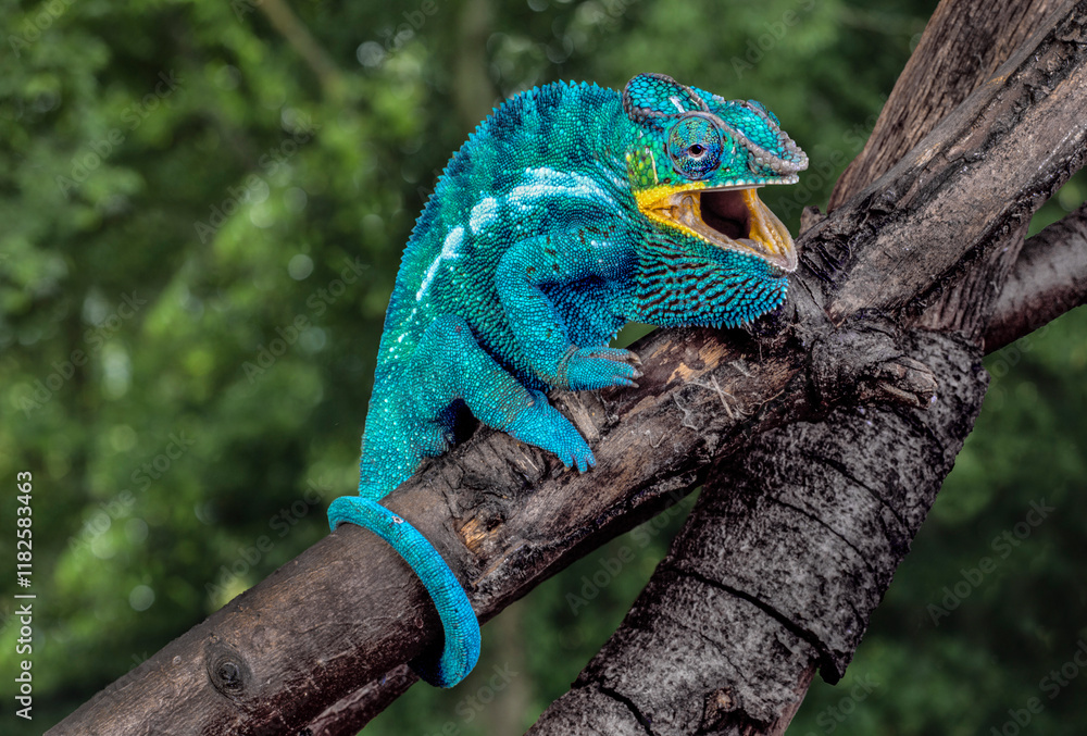 Madagascar. Panther chameleon on tree limb.