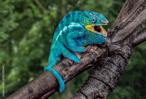 Obraz na płótnie Madagascar. Panther chameleon on tree limb. w salonie