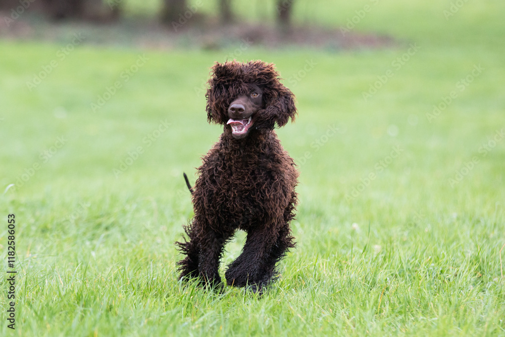 Irish Water Spaniel