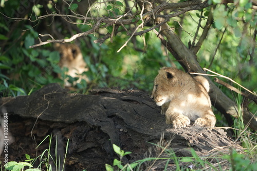 pair of baby lions (lion cubs) hiding under foliage and sitting on a rock, tranquil cute background