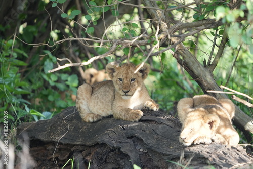pair of baby lions (lion cubs) hiding under foliage and sitting on a rock, tranquil cute background