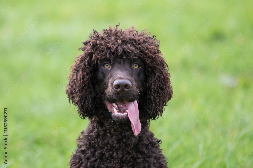 Irish Water Spaniel