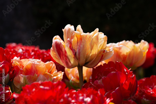 A colorful flowerbed of vibrant red and yellow tiger tulips blooming. The petals are striped and have a curl at the end. One tiger tulip flower stands higher in the center. The background is black.  photo