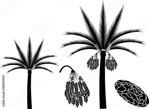 Palm tree set. Isolated palm tree on white background