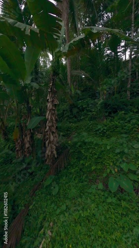 Vertical video. Slow careful flight on jungle rainforest natural Asian exotic palm trees tropical greenery vegetation plant. FPV sport drone shot nature scenery wild environment grass herb fern flora photo