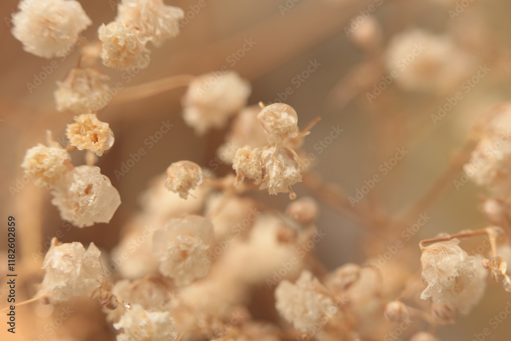 custom made wallpaper toronto digitalSmoke soft focus Gypsophila flower. Nature blur beige, brown neutral background.