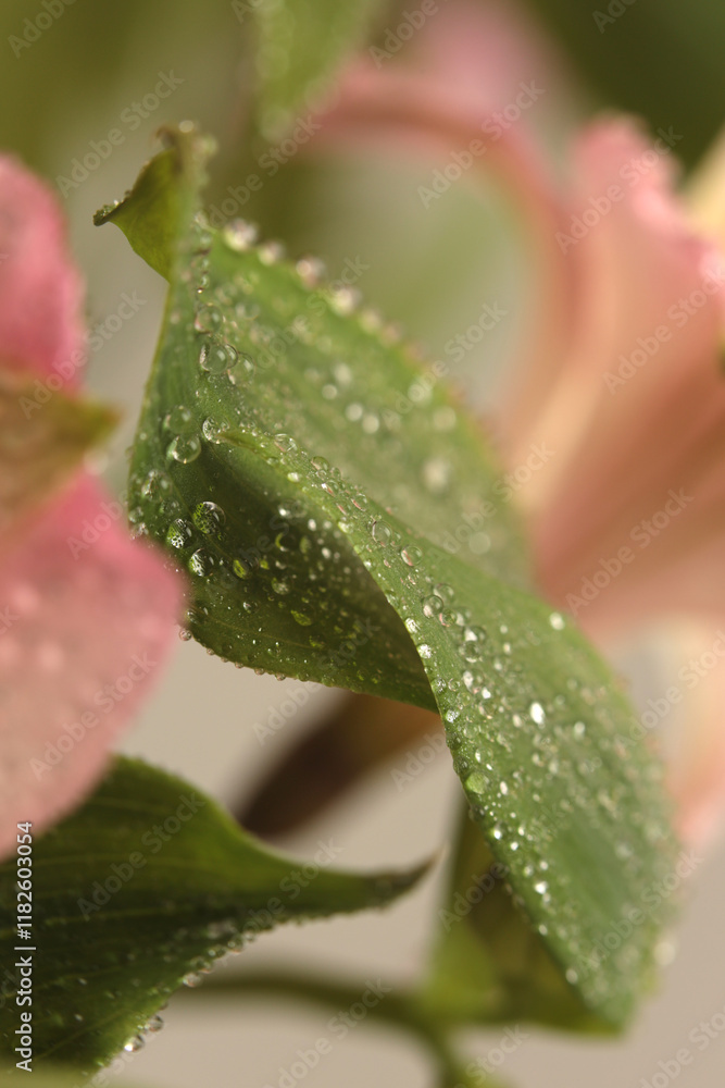 Smoke selective soft focus leaf , flower petal, with water drops. Nature blur pink, green, beige background. Smoke selective soft focus leaf , flower petal, with water drops. Nature blur pink, green, beige background.