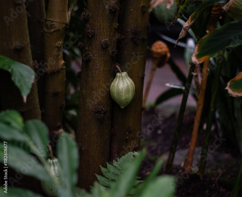 Cacao fruit growing on a tree in a botanical garden photo