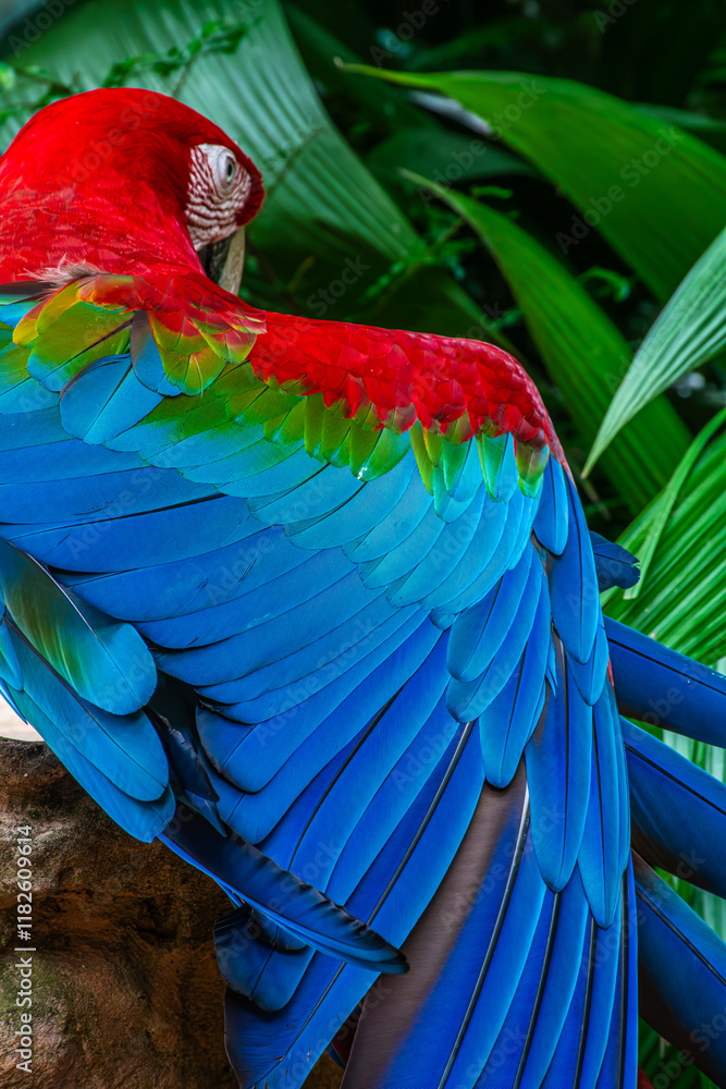 Obraz premium blue and yellow macaw