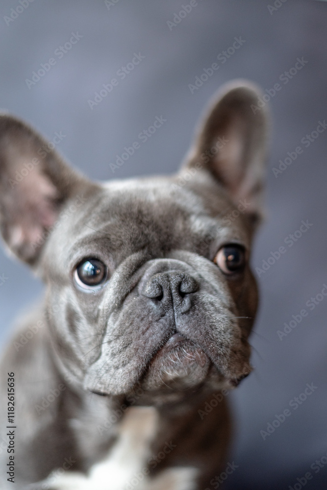 Obraz premium Adorable Blue French Bulldog Portrait – Cute Puppy with Big Ears and Curious Expression on Grey Background – Stock Photo for Pet Lovers, Dog Breeders, and Animal-Themed Marketing Projects
