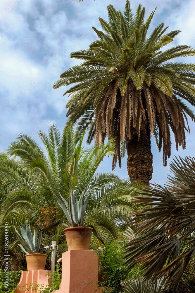 Fototapeta premium Marrakech, Morocco. Lush, tropical date palm trees.