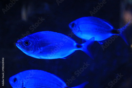 aquarium de donosti san sebastian interior con peces tiburones mantas rayas país vasco 4M0A4853-as25 photo