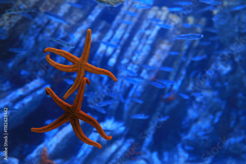 Valokuva pareja de estrellas de mar rojas  aquarium de donosti san sebastian interior  co