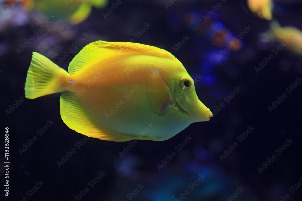 Fototapeta premium pez cirujano amarillo zooplus magazine aquarium de donosti san sebastian interior con peces tiburones mantas rayas país vasco 4M0A5005-as25