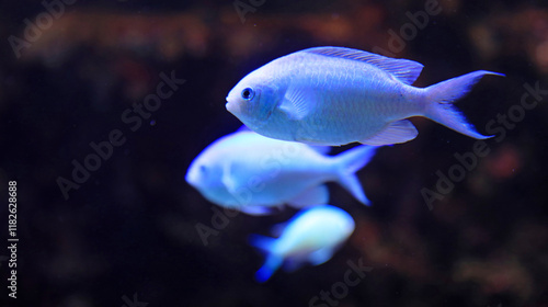 Valokuva carassius auratus pez cometa blanco aquarium de donosti san sebastian interior c