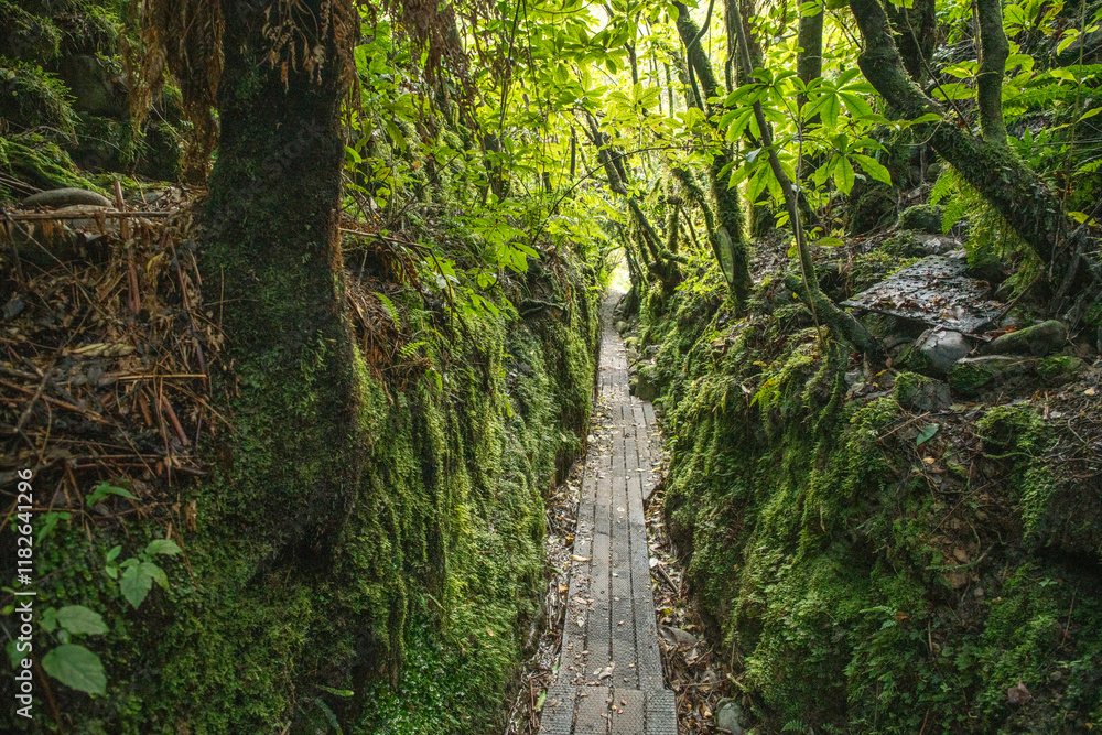 The Buller river flowing through the forest covered upper Buller Gorge near the longest suspension bridge in NZ The Buller river flowing through the forest covered upper Buller Gorge near the longest suspension bridge in NZ