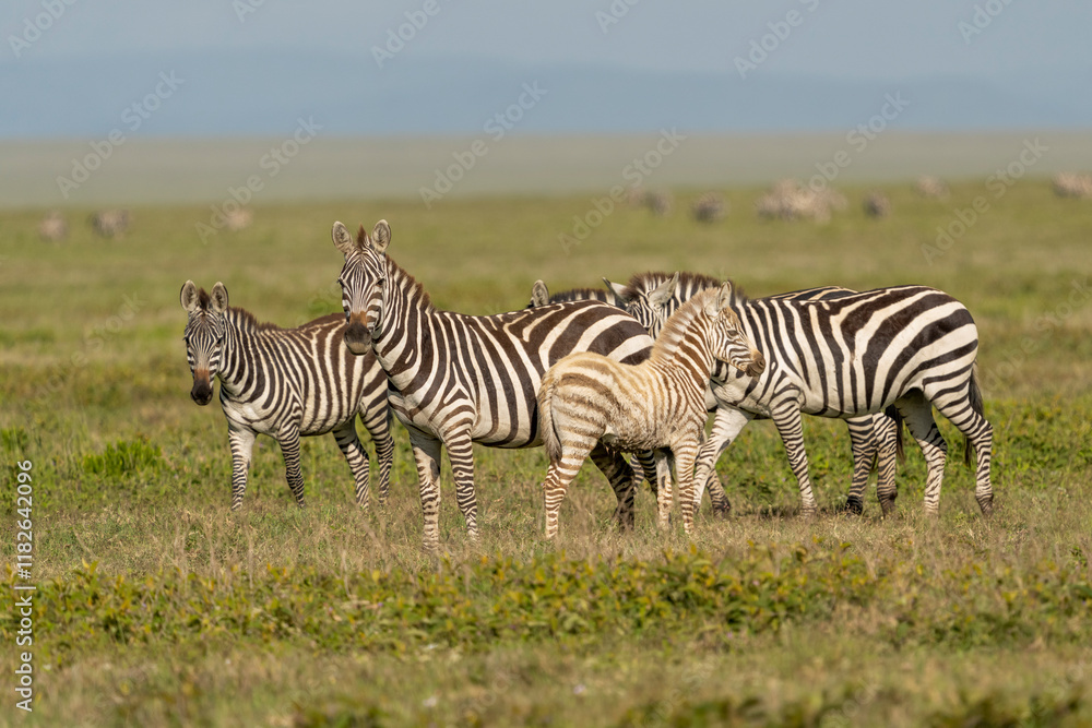 Africa, Tanzania. A group of zebra have a foal that is much lighter than normal. Africa, Tanzania. A group of zebra have a foal that is much lighter than normal.