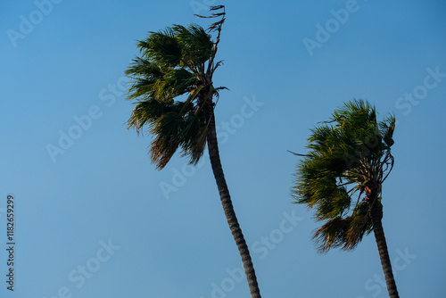 palm trees in the Santa Ana winds photo